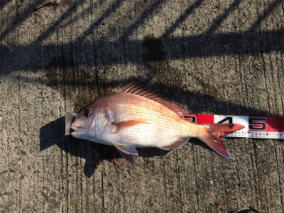 今日は明石鯛日和!