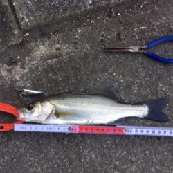 そろそろSRクランクでも…