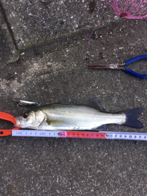 そろそろSRクランクでも…