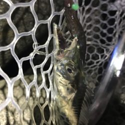 今日も、ワインドには渋い！