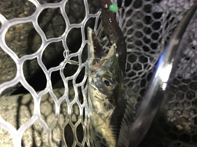 今日も、ワインドには渋い！