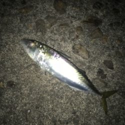 名港はサバだらけ