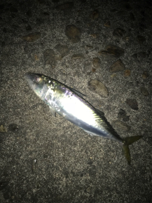 名港はサバだらけ