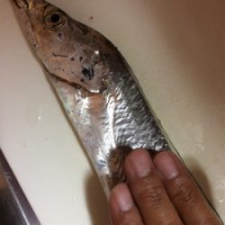 サビキ・タチウオ