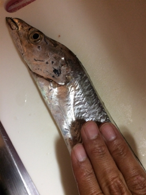 サビキ・タチウオ