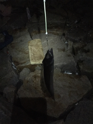 太刀魚アタリは多いが