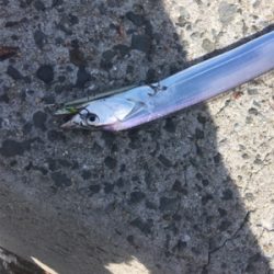 久し振りの朝ショア