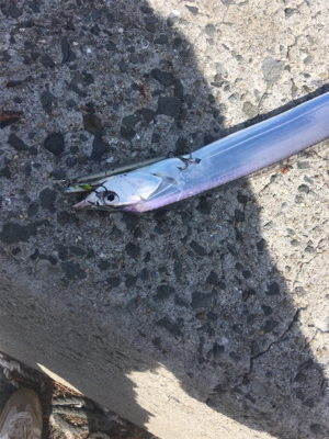 久し振りの朝ショア