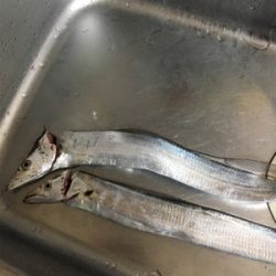 タチウオ初調査