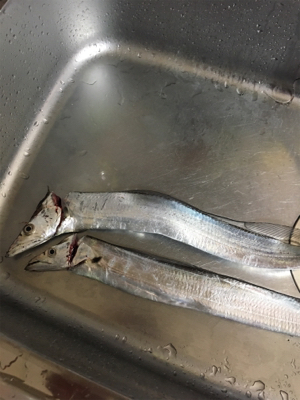 タチウオ初調査