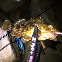 ライトゲームからのタチウオ。