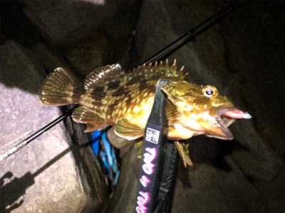 ライトゲームからのタチウオ。