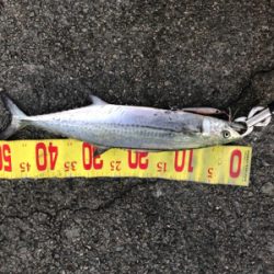 久々の青物釣り
