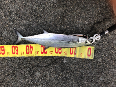 久々の青物釣り