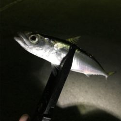 エギング・ジギング・アジング