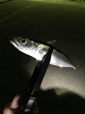 エギング・ジギング・アジング