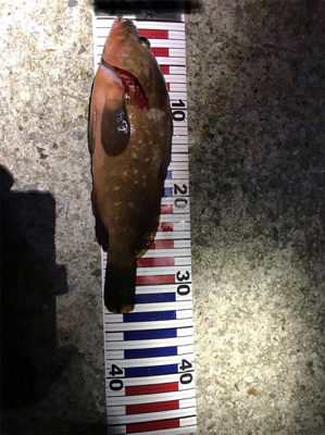 淡路島ランガン5種目達成