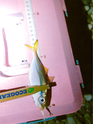 秋満喫！エンジョイライト五目ゲーム