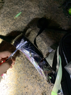 岸和田ワインド