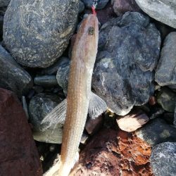 ショアジギング！