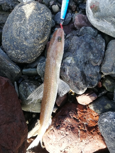 ショアジギング！