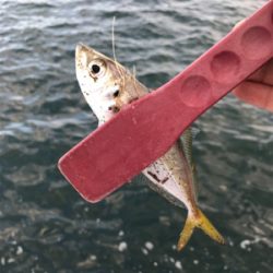 日が出てからの反応が…