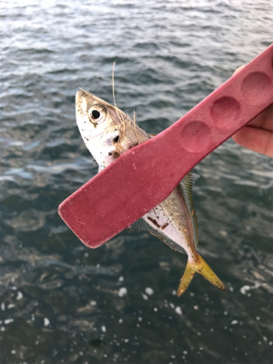 日が出てからの反応が…