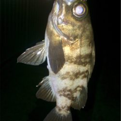 アジンガー1810〜2030