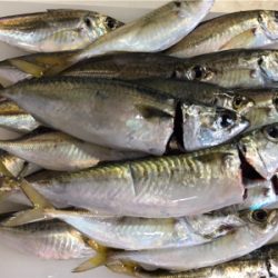 何とかサゴシ＋サバアジ爆釣！