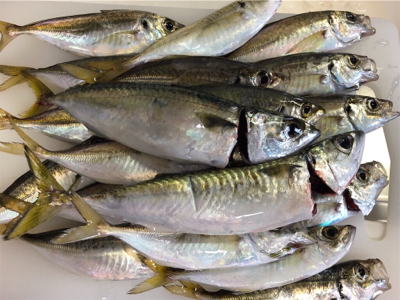 何とかサゴシ＋サバアジ爆釣！