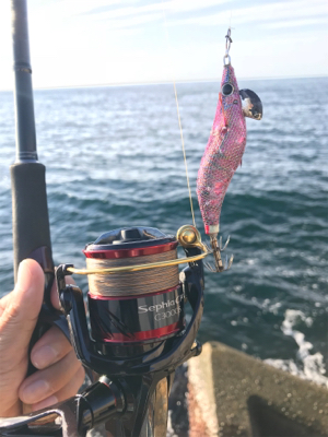 萩市周辺 アオリイカ釣果