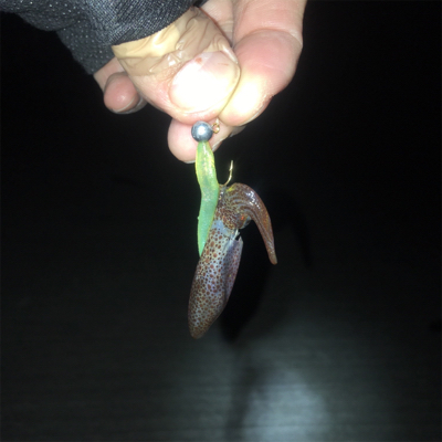 大阪奥湾アジング ニューロッド入魂