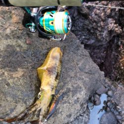 夕まずめ45分一本勝負！