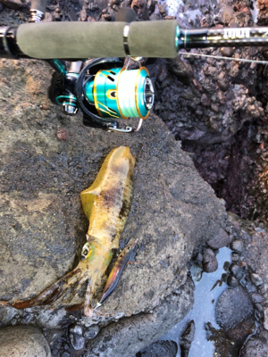 夕まずめ45分一本勝負！