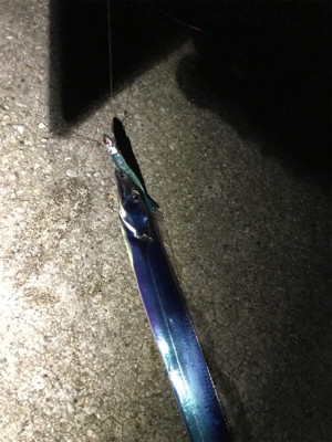 ライトショアでショアレッド!