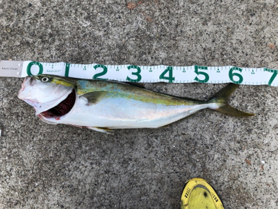 最近僕は絶好調！？