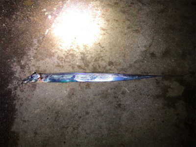 日曜日のタッチー釣行(^^)