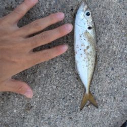 久々アジング釣果