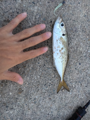 久々アジング釣果