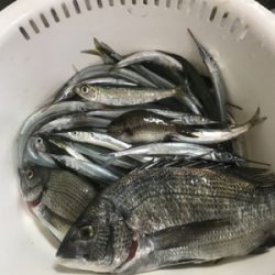 祭り逃亡からの釣り