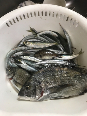 祭り逃亡からの釣り