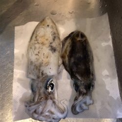 2夜連続のエギング