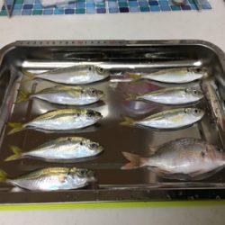 安定のジグサビキ