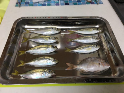 安定のジグサビキ