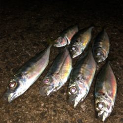 お池でアジング