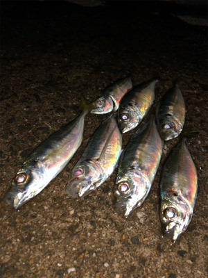 お池でアジング