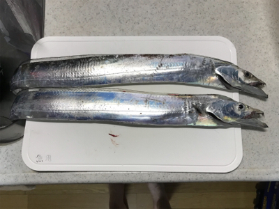 就寝前にタチウオ調査