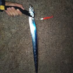 平日朝マズメでハマチ狙うもサゴシ