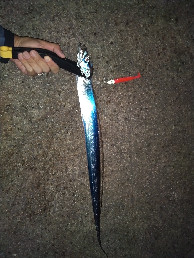 平日朝マズメでハマチ狙うもサゴシ