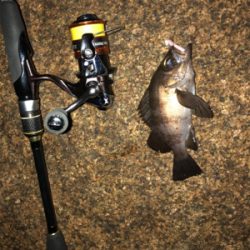 メバル好調 イカ不調